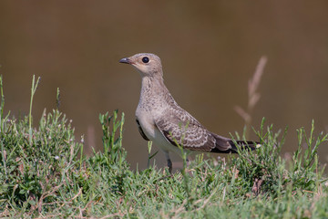 Semicollared Flycatcher Birds