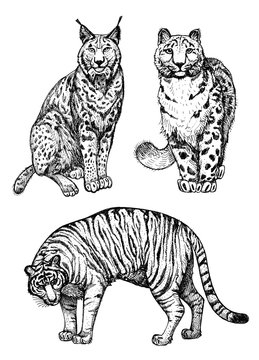 Collection of wild cats lynx, snow leopard and tiger. Clipart for art work and weddind design.