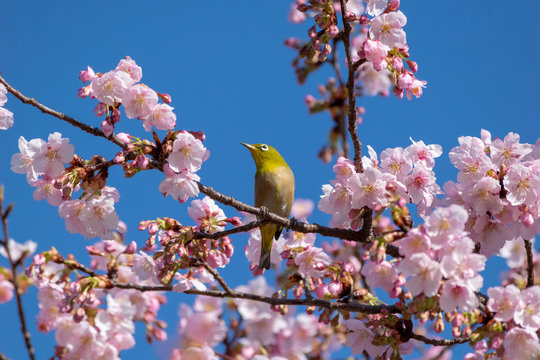 青空背景の伊東小室桜とメジロ 駿府城公園 19 Stock Photo Adobe Stock