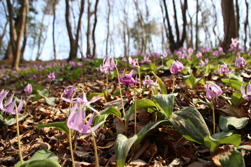 カタクリ群生