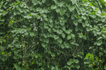 Rainy season against the green garden background 