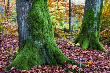 piękna jesień w lesie - obrazy, fototapety, plakaty