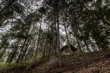 trees in the forest, Hida Takayama, Japan