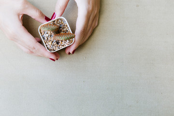 Flat lay of female hand holding a small cactus.