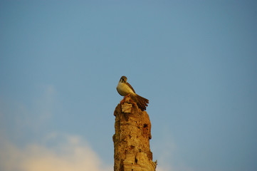 the bird sits on a dry tree