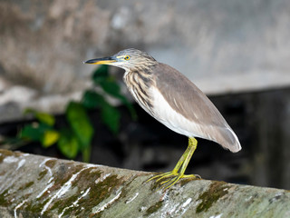 Indian Pond Heron (Ardeola grayii). Cochin (Kochi), Kerala, India