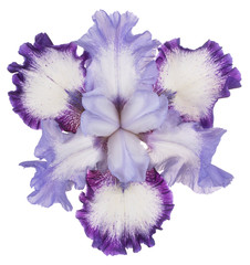 iris flower isolated