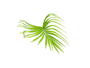 green palm leaf isolated on white for summer background