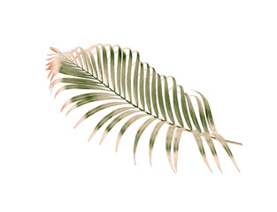 green palm leaf isolated on white for summer background