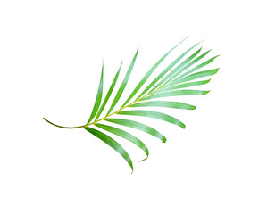 green palm leaf isolated on white for summer background