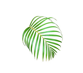 green palm leaf isolated on white for summer background