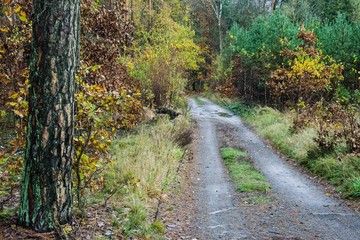 Fototapeta na wymiar piękna jesień, droga w lesie