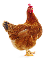 Fototapeta premium Brown hen isolated.