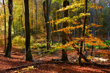 piękna jesień w lesie