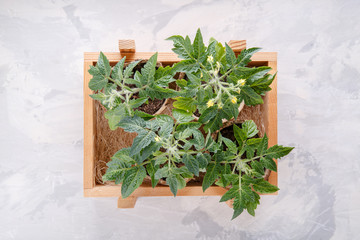 Tomato seedling sprouts in the peat pots. Gardening concept. Top view.