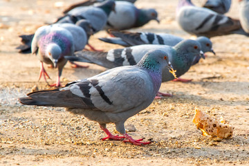 Group of pigeons