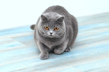 Pretty kitty is going to jump forward, British Shorthair domestic cat, fluffy grey pet