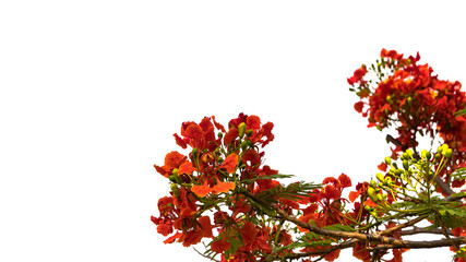 Red flowers, white background