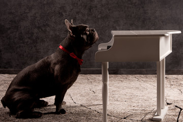 französische bulldogge ditzt am klavier