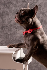 portrait vom bully am klavier