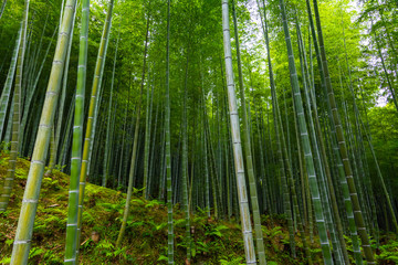 Bamboo forest. Kyoto, Japan