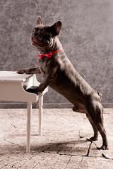 bulldogge am klavier