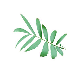 green palm leaf isolated on white background with clipping path