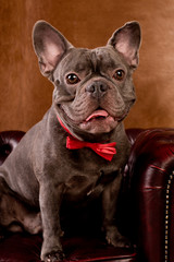 portrait einer bulldogge mit roter fliege