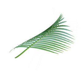 green palm leaf isolated on white background with clipping path