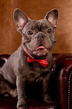portrait einer bulldogge mit roter fliege