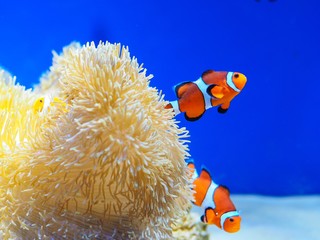 Naklejka premium Cartoon fish and coral under the sea for marine background