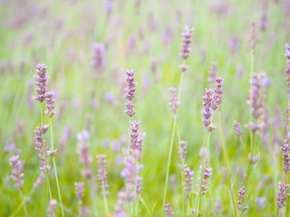Soft and blurred background of lavender field in Furano, Hokkaido, Japan