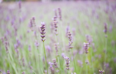 Soft and blurred background of lavender field in Furano, Hokkaido, Japan