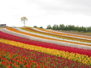 Landscape view of Colorful of flower bed in summer of Hokkaido, Japan