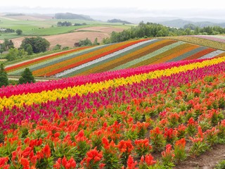 Landscape view of Colorful of flower bed in summer of Hokkaido, Japan