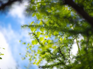 Selective focus green pine branch with blur background. Natural green landscape background