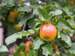 Fresh apple fruit on tree with raindrop the refreshment background