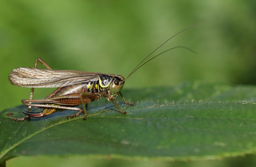 A Roesel's Bush-cricket (Metrioptera roeselii) perched on a leaf.