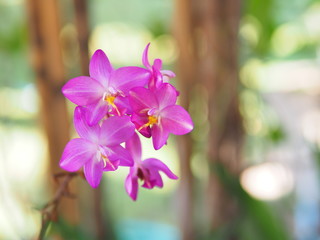 Obraz na płótnie Canvas Beautiful pink-violet ground orchid on blur background