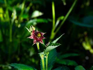 Flower of Purple marshlocks or swamp cinquefoil, Comarum palustre macro, selective focus, shallow DOF