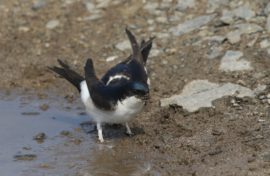 Pretty House Martin (Delichon urbica) perched on the ground by a muddy puddle. They are collecting mud to build their nests.