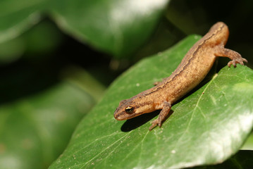 A Smooth Newt  also known as the Common Newt (Lissotriton vulgaris) climbing over an Ivy leaf.