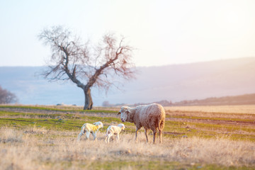 Newborn lambs with sheep grazing on a green meadow