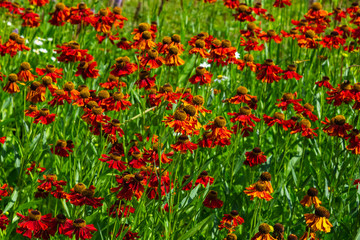 Obraz premium Black Eyed Susan, Rudbeckia hirta, red flowers at flowerbed background, selective focus, shallow DOF