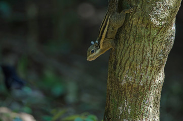 Himalayan striped squirrel or Burmese striped squirrel