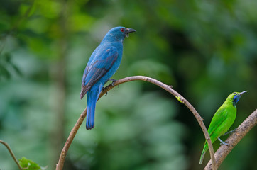 Female Asian Fairy Bluebird ( Irena puella )