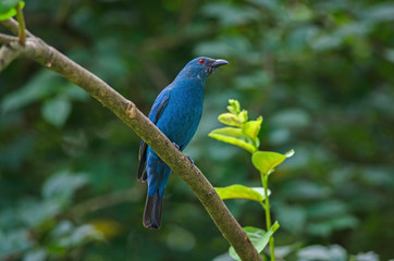 Female Asian Fairy Bluebird ( Irena puella )