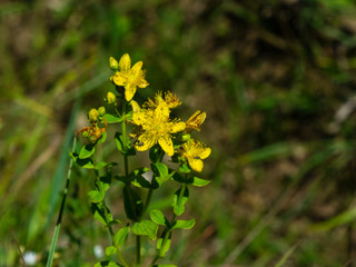 Yellow St. John's Wort or Hypericum perforatum blossom close-up, selective focus, shallow DOF