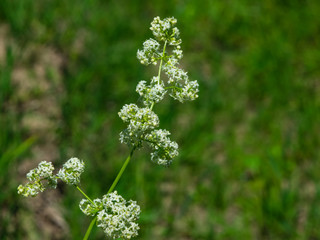 White flowers on Bedstraw, Galium, blooming in the meadow, macro with bokeh background, selective focus, shallow DOF