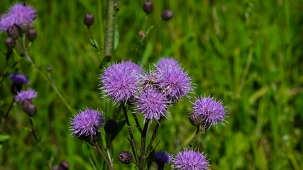 Blooming Thistle, Cirsium arvense, flower with bokeh background macro, selective focus, shallow DOF